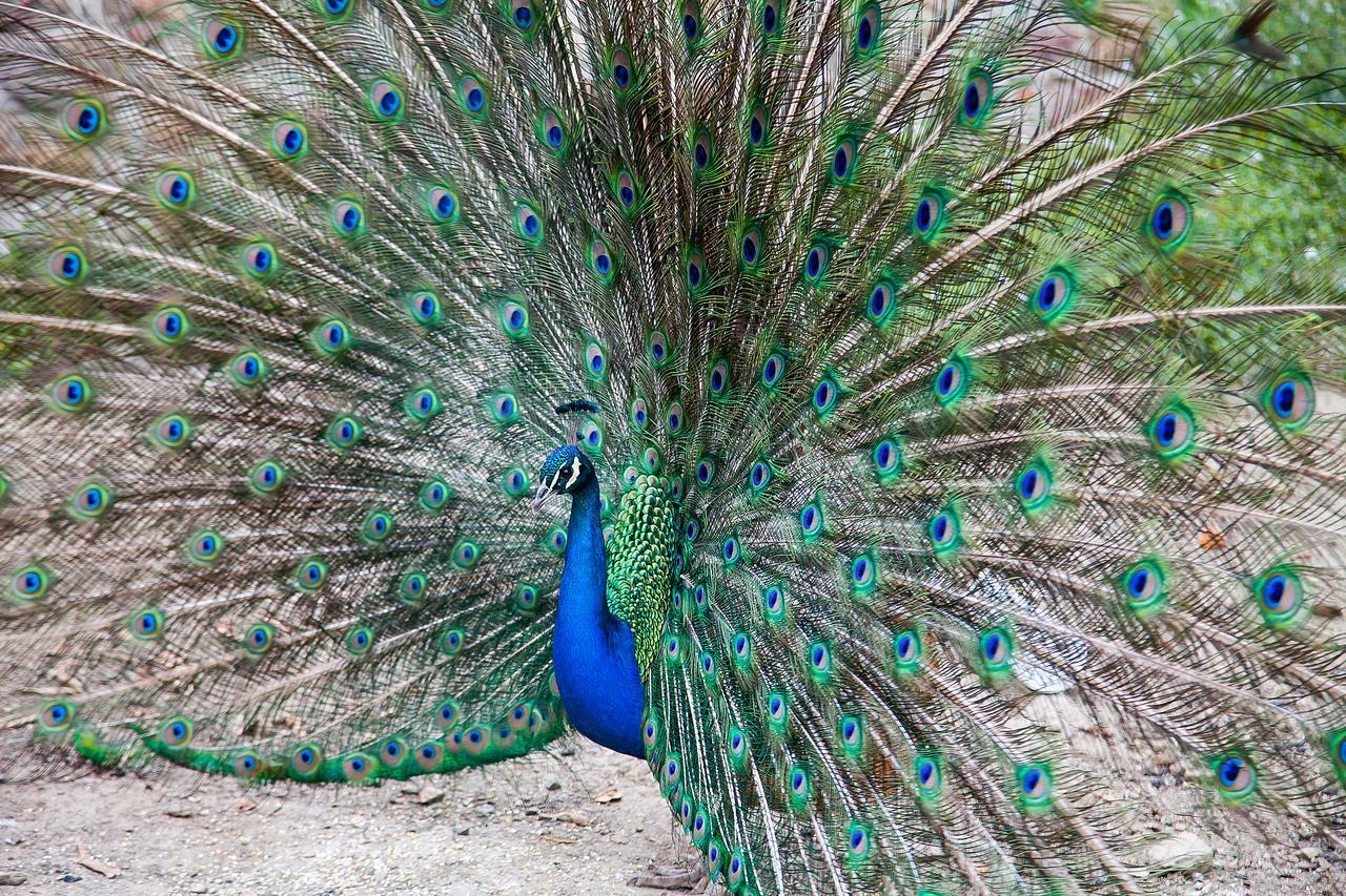 Bed and Breakfast Le Mas des Roches proche Puy du Fou à Saint-Paul-en-Pareds Extérieur photo