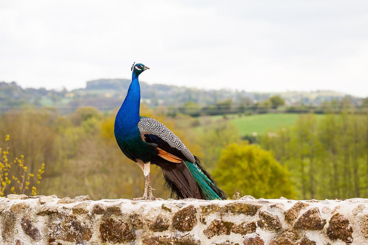 Bed and Breakfast Le Mas des Roches proche Puy du Fou à Saint-Paul-en-Pareds Extérieur photo